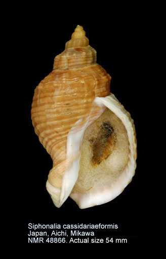 Siphonalia cassidariaeformis.jpg - Siphonalia cassidariaeformis(Reeve,1846)